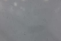 Carrara White Jumbo